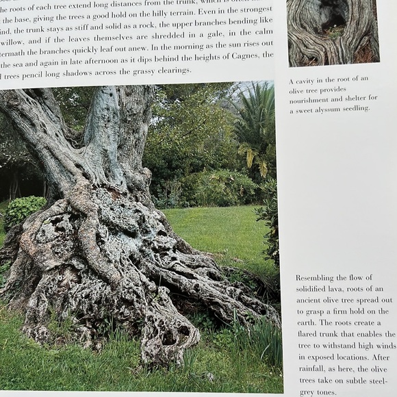 Renoir’s Garden Celebration of the Garden that inspired worlds greatest painter - Picture 10 of 16